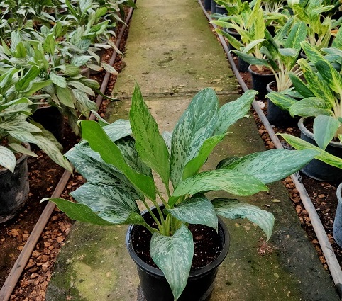 Aglaonema Freeman